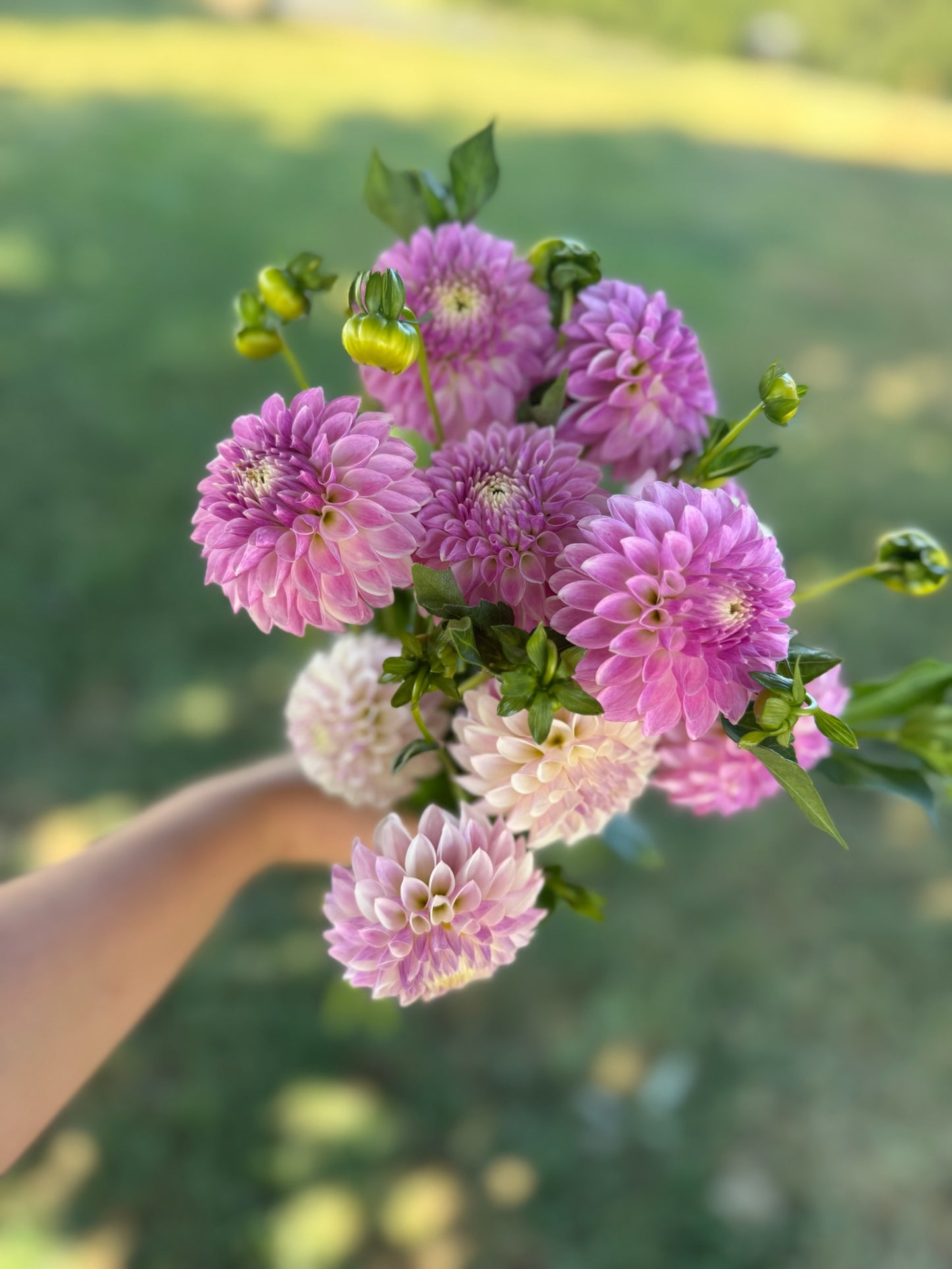 Tahoma Kelli Dahlia Tuber