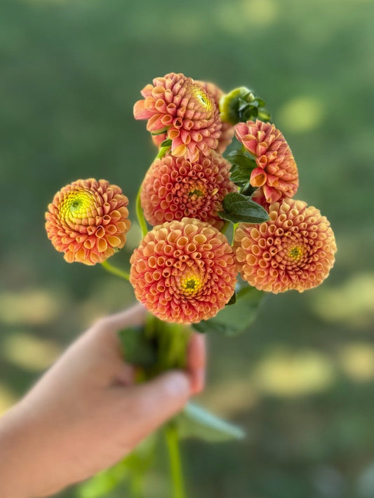 Pop Willo Dahlia Tuber