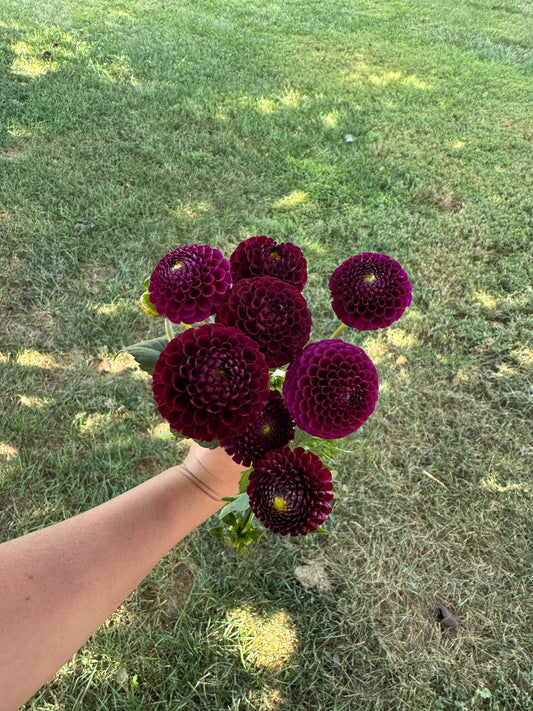 Glennplace Dahlia Tuber