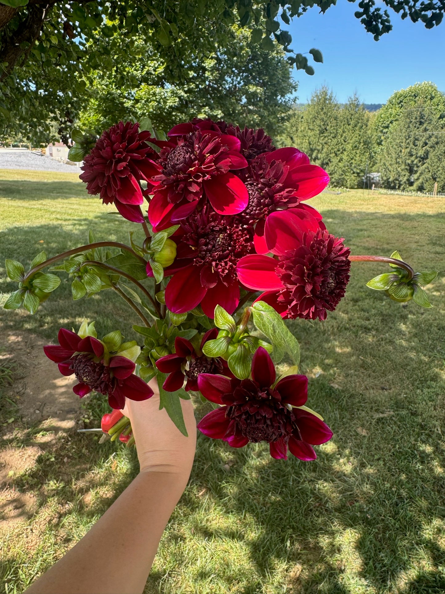 Rock Star Dahlia Tuber