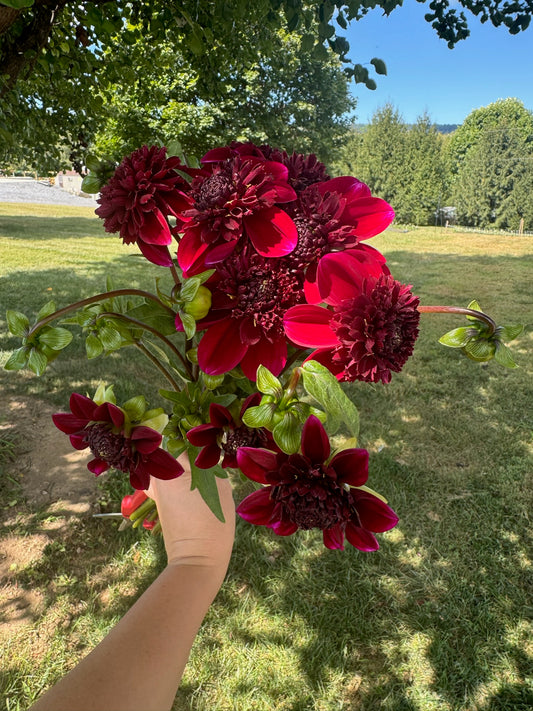 Rock Star Dahlia Tuber