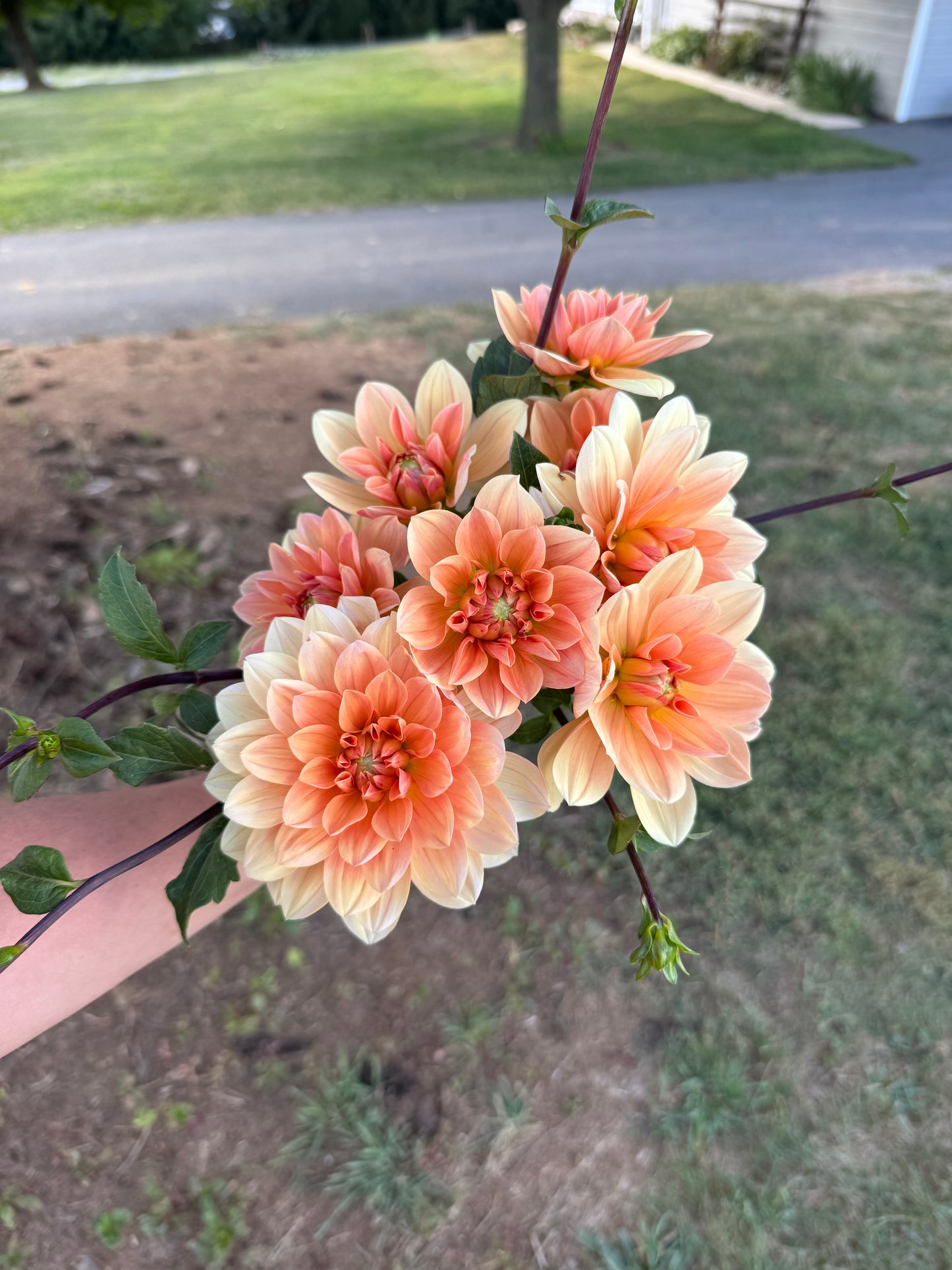 Yvonne Dahlia Tuber