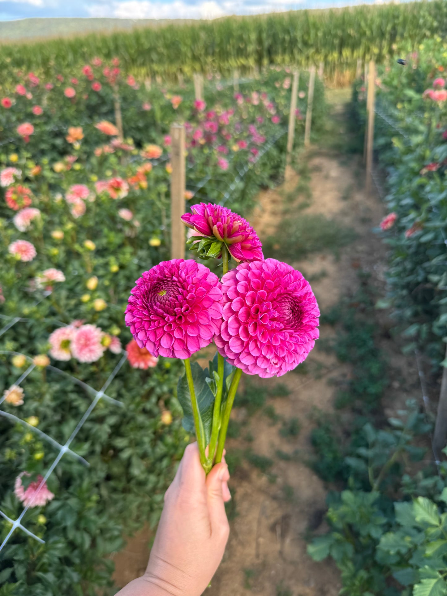 Tahoma April Dahlia Tuber