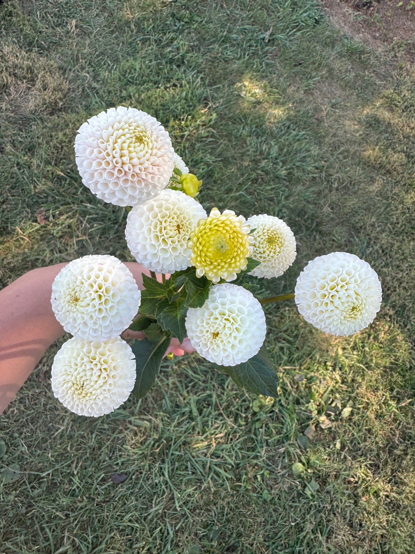 Small World Dahlia Tuber
