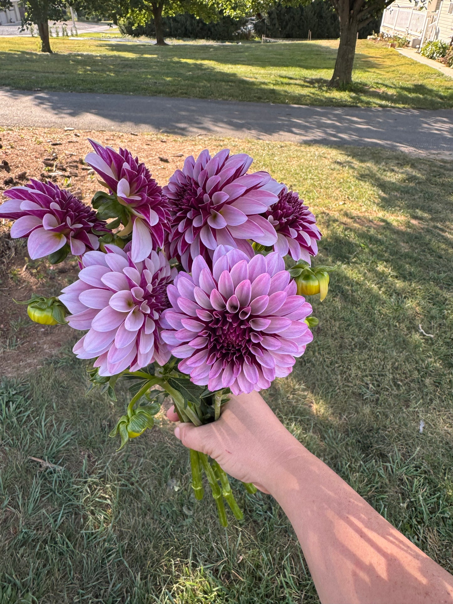 Salish Twilight Girl Dahlia Tuber