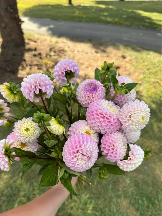 Irish Candy Dahlia Tuber
