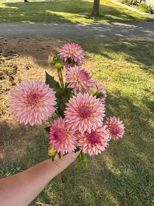 Valley Porcupine Dahlia Tuber