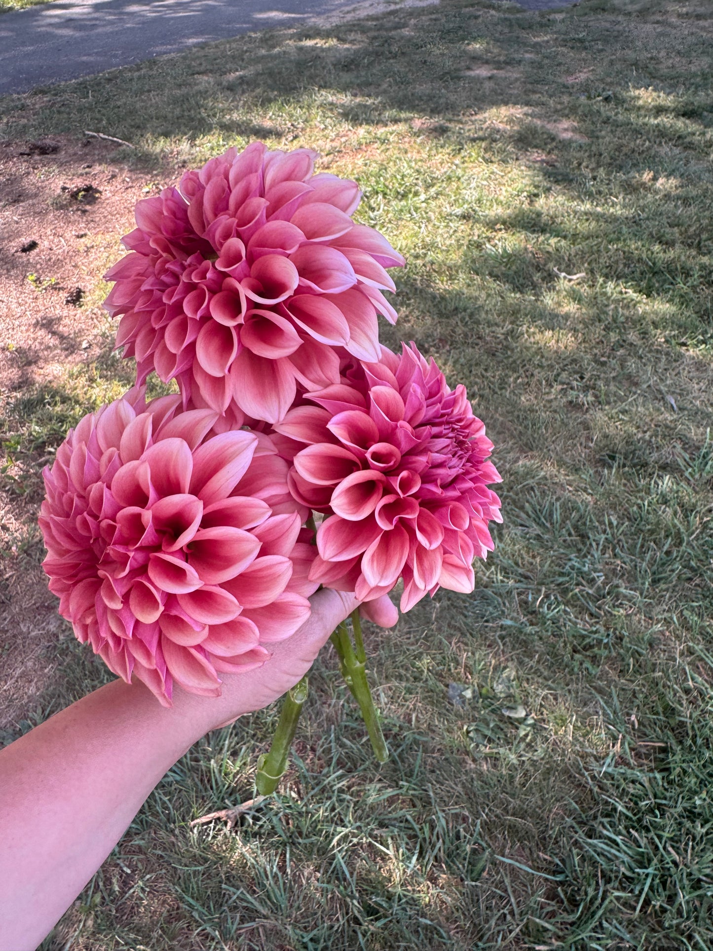 Orange Globe Dahlia Tuber