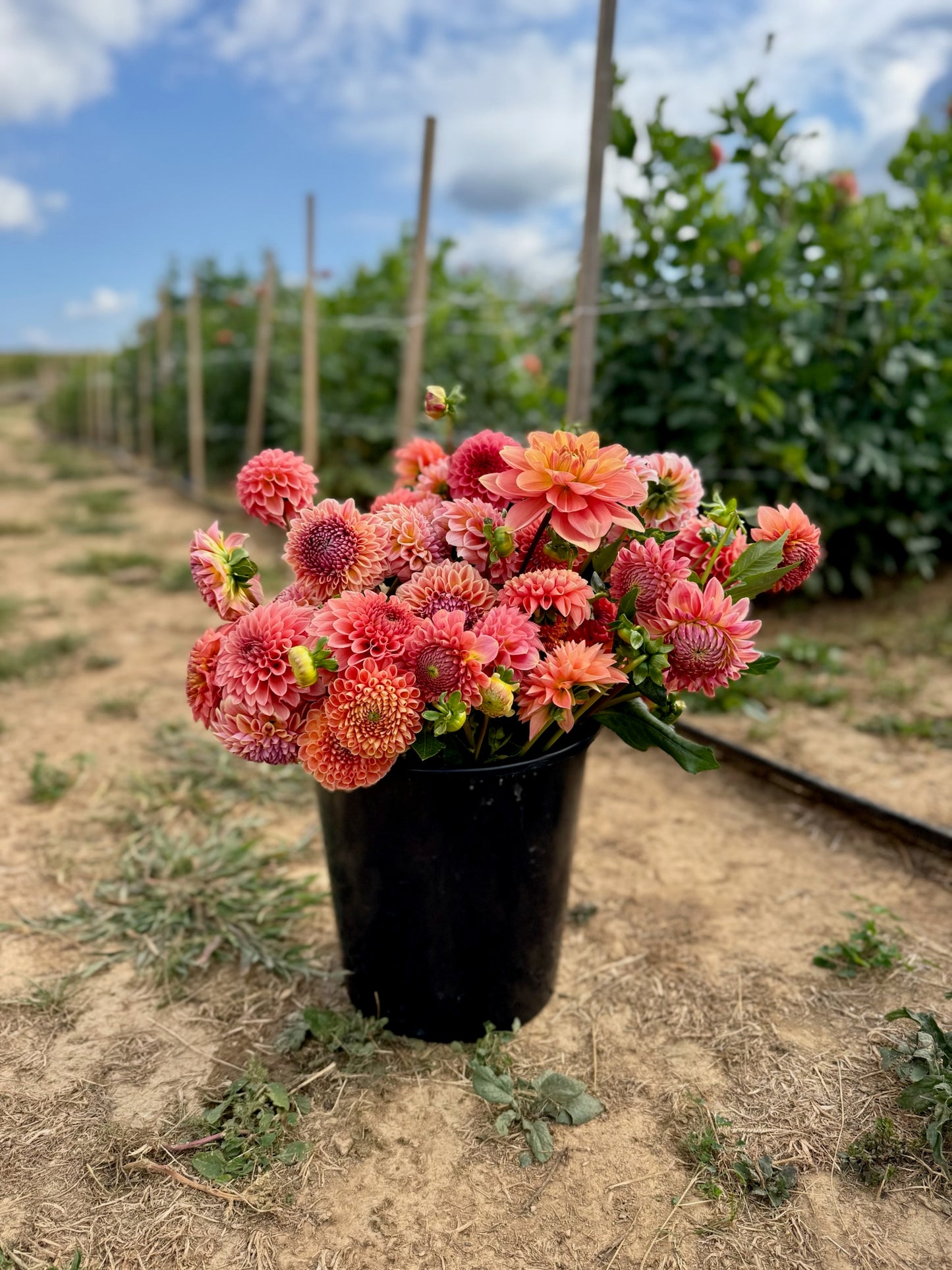 DIY Dahlia Bucket
