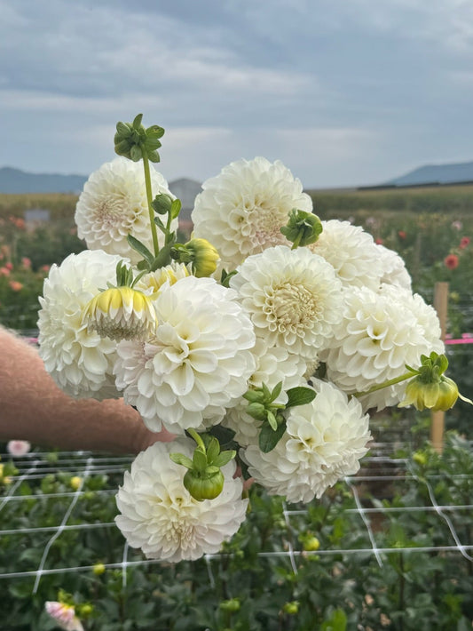 Irish Ruffles Dahlia Tuber