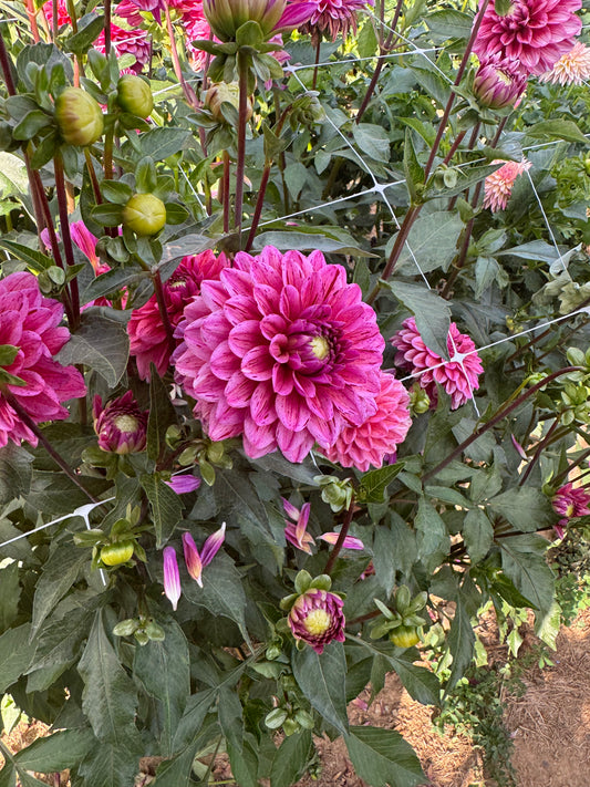 Strawberry N Cream  Dahlia Tuber