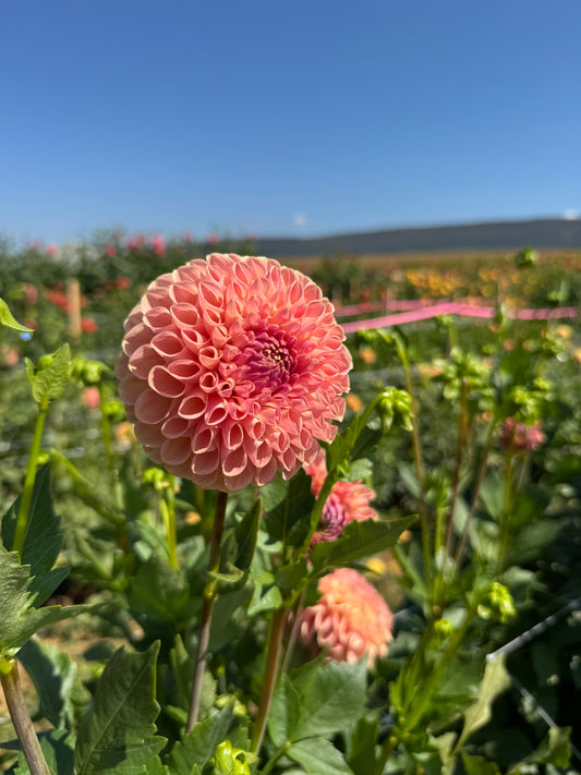 Clearview Peachy Dahlia Tuber
