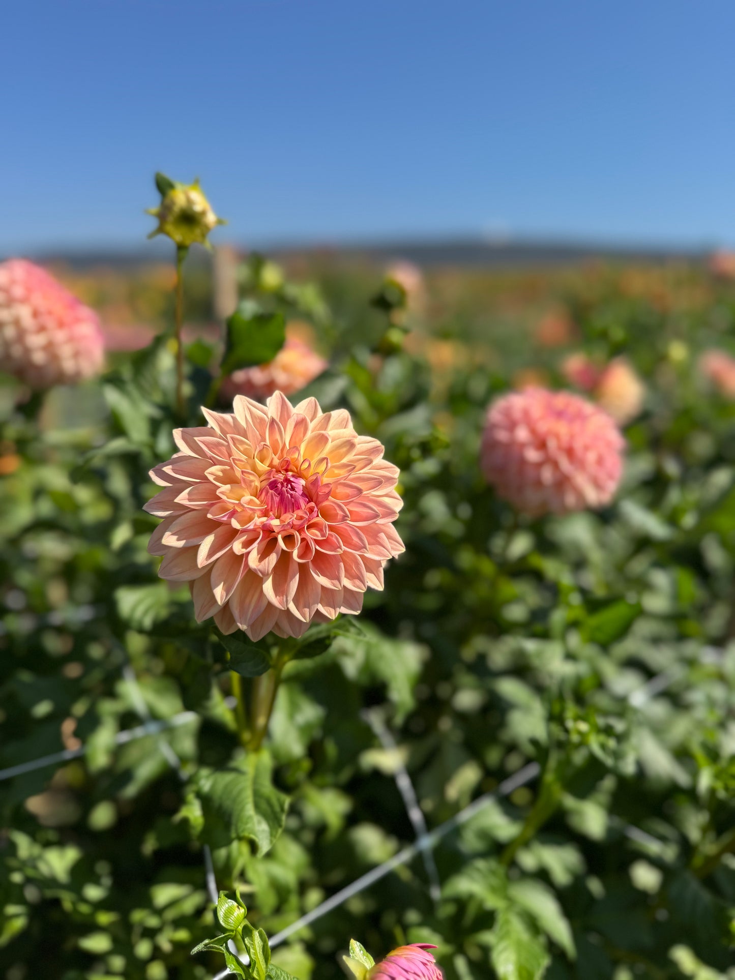 Bloomquist Alan  Dahlia Tuber BULK PACK