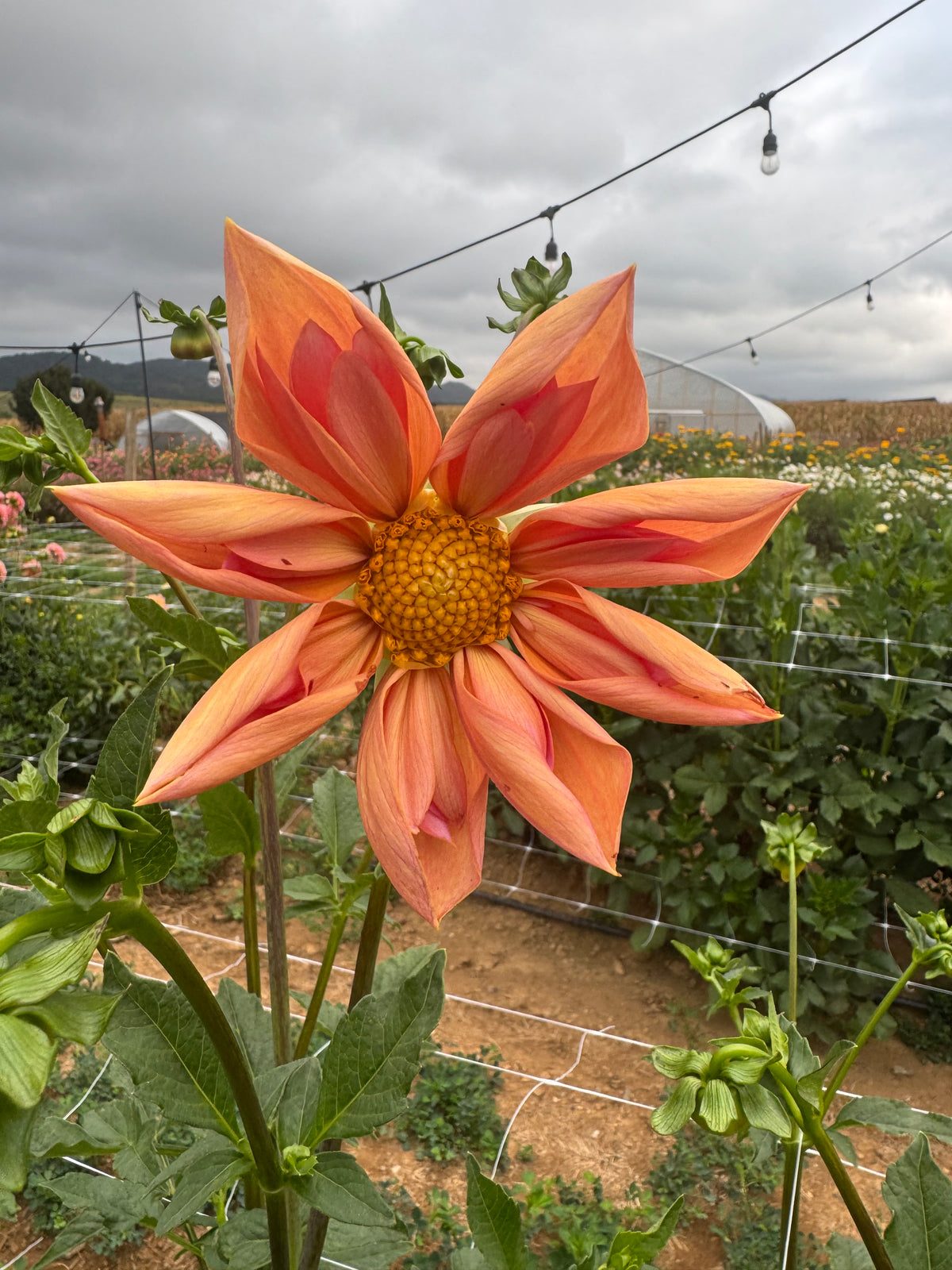 Venus Dahlia Tuber