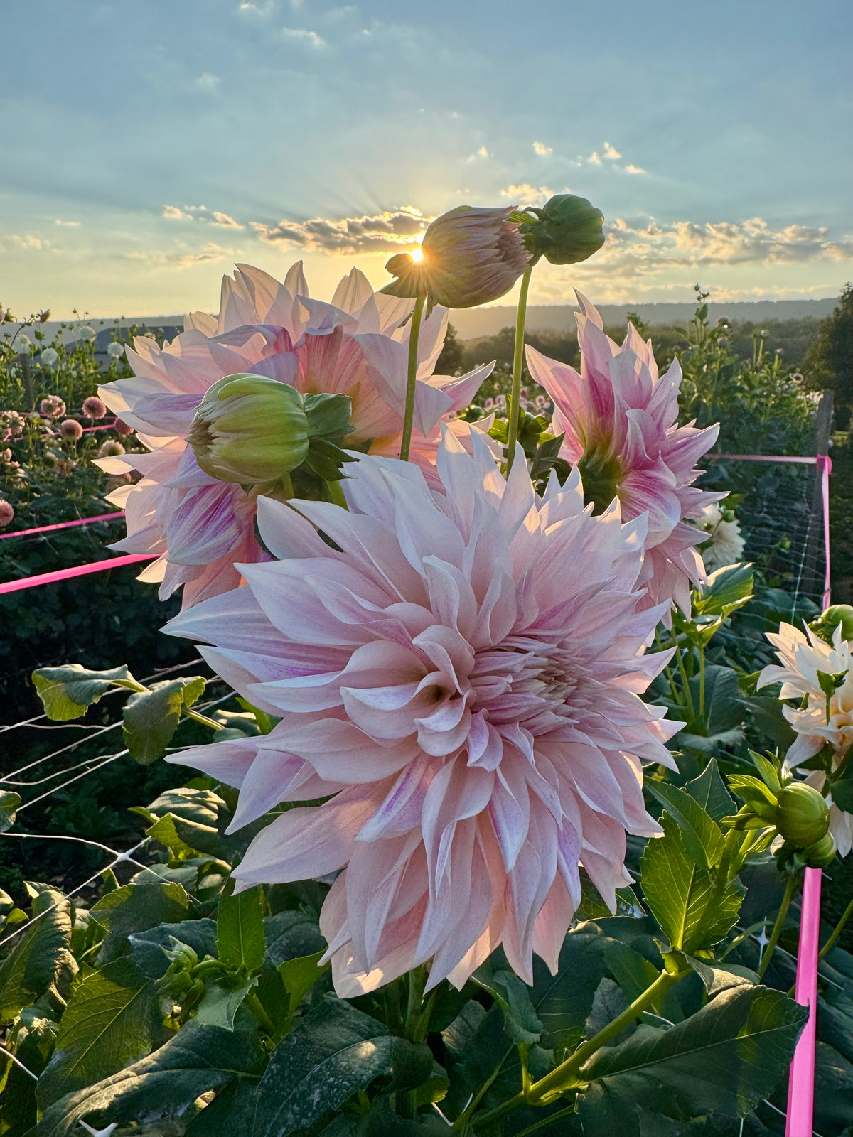 Lavender Blush Dahlia Tuber
