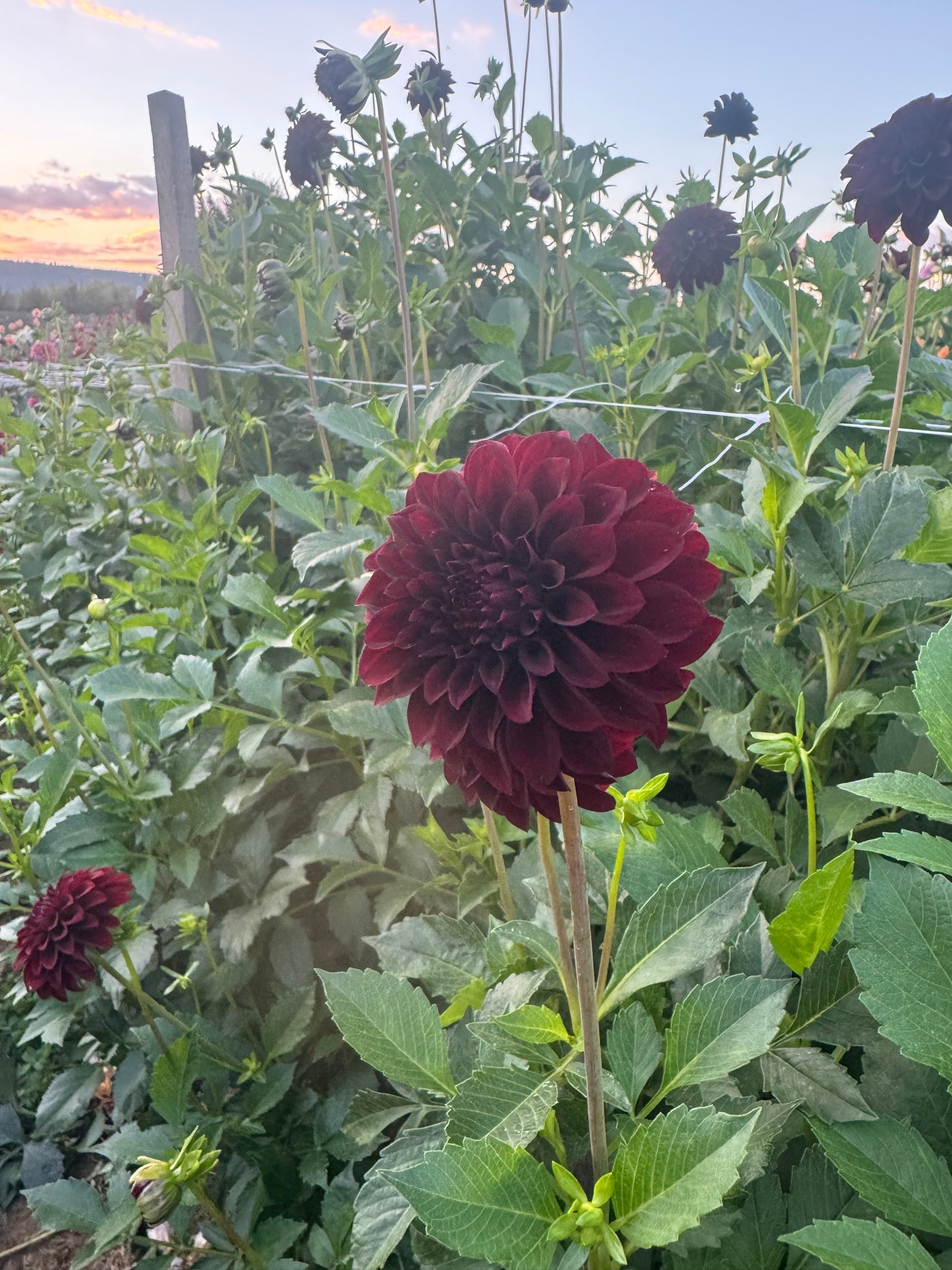 Nighty Night Dahlia Tuber