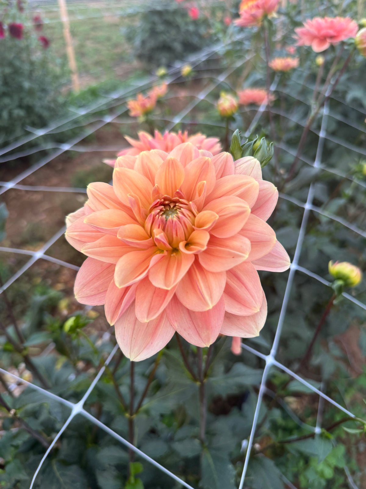 My Forever Dahlia Tuber