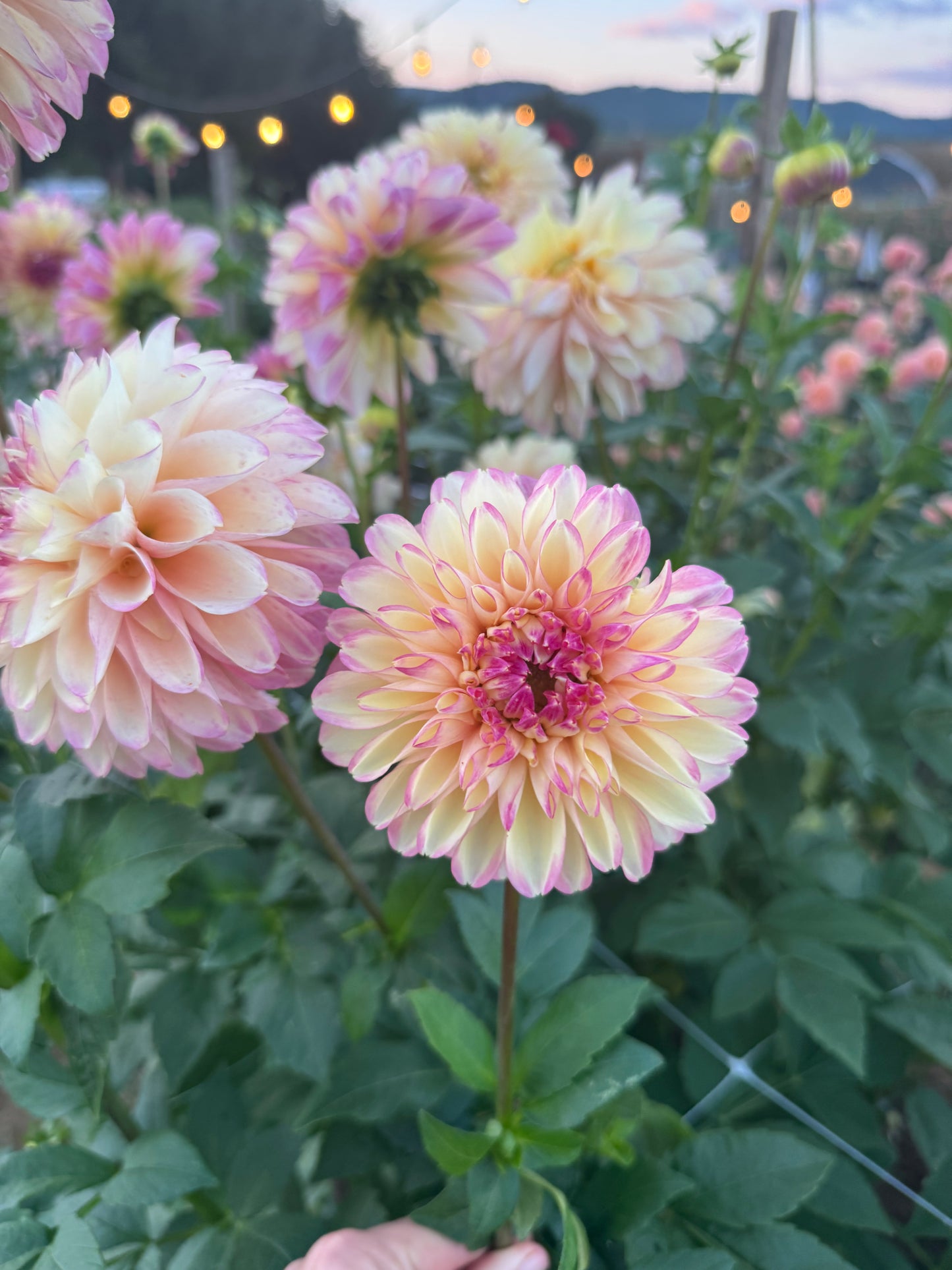 Alpen Sundown Dahlia Tuber