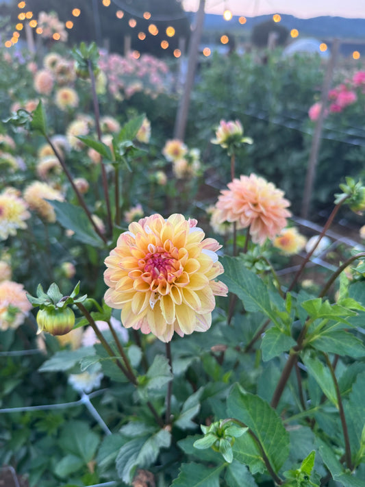 Double Jill Dahlia Tuber