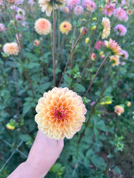 Wine Eyed Jill Yellow Dahlia Tuber