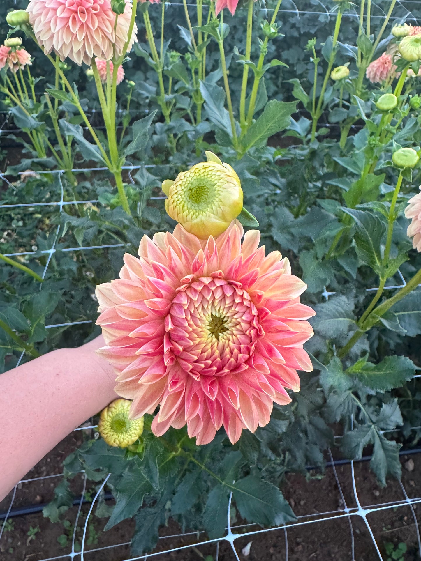 Dessert Rose Dahlia Tuber