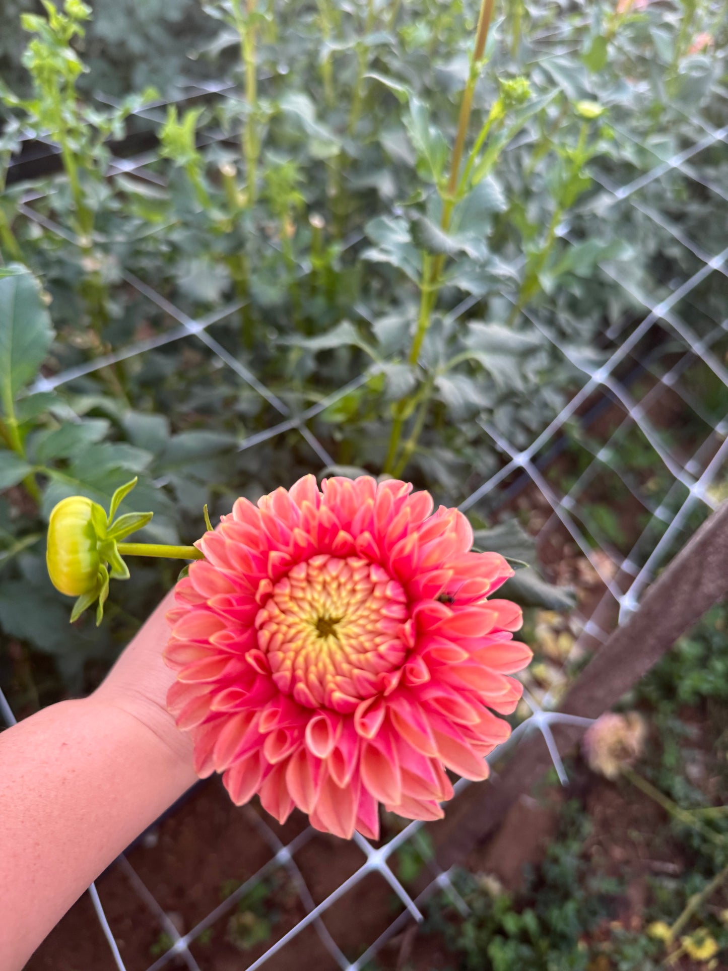 Dessert Rose Dahlia Tuber