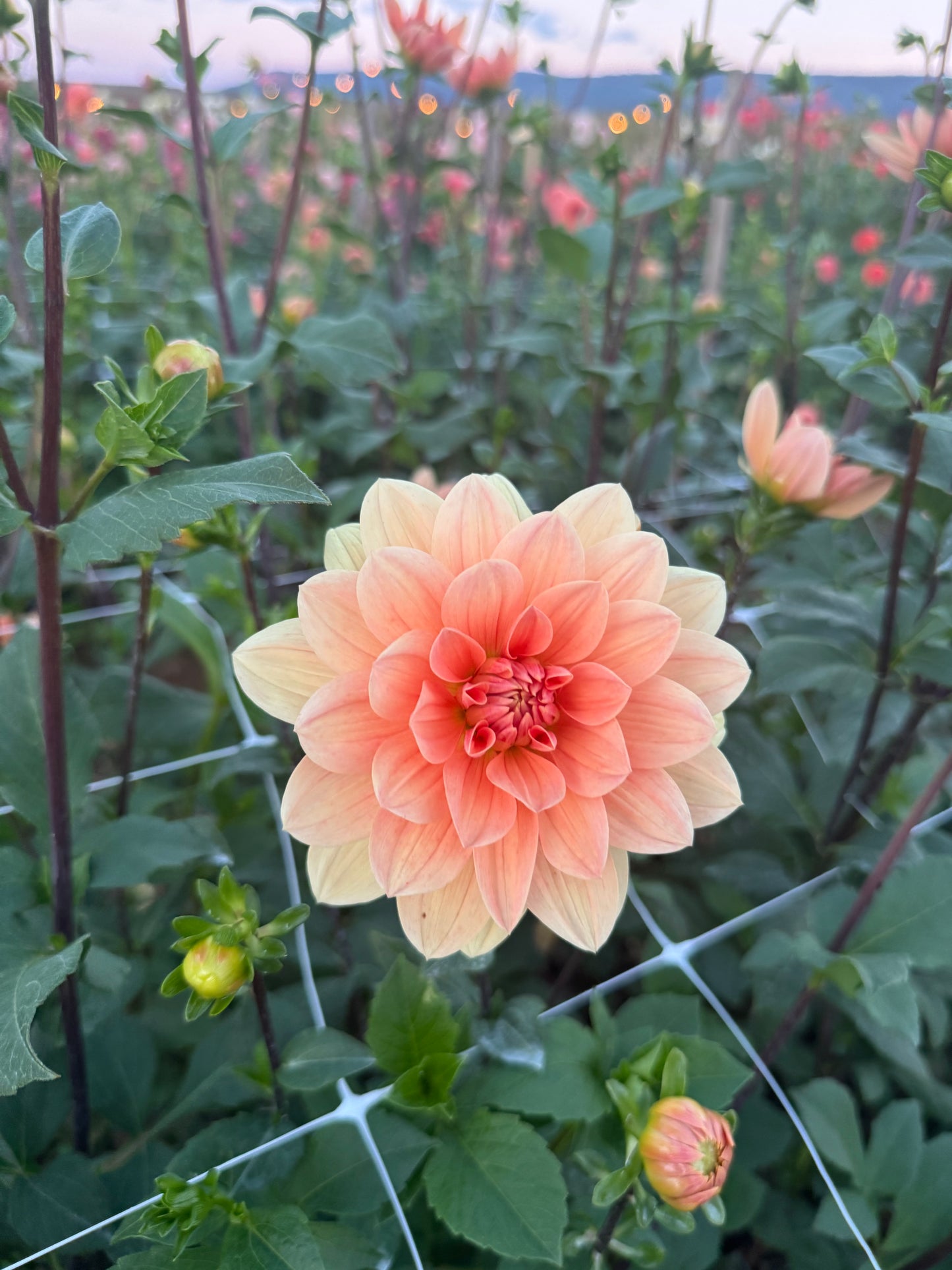 Yvonne Dahlia Tuber