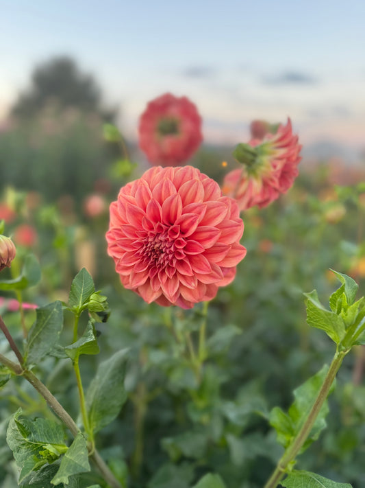 Sylvia Craig Hunter Dahlia Tuber
