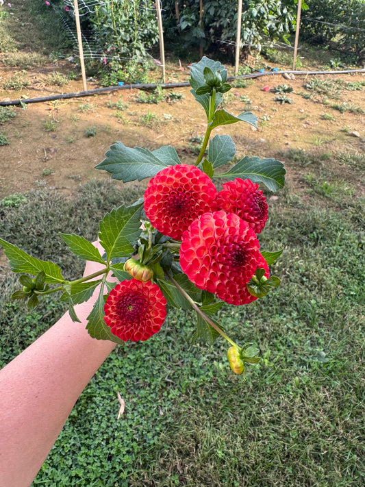 Irish Glow Dahlia Tuber