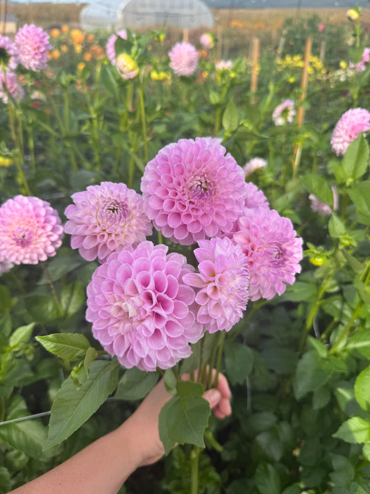 Soho Sonia Dahlia Tuber