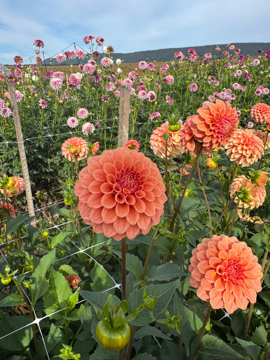 Rose Toscano Dahlia Tuber