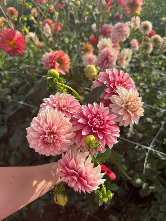 Mocha Jo Dahlia Tuber