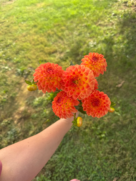 Jowey Chantel Dahlia Tuber