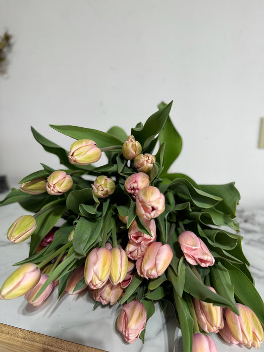 Salmon Impression Tulip