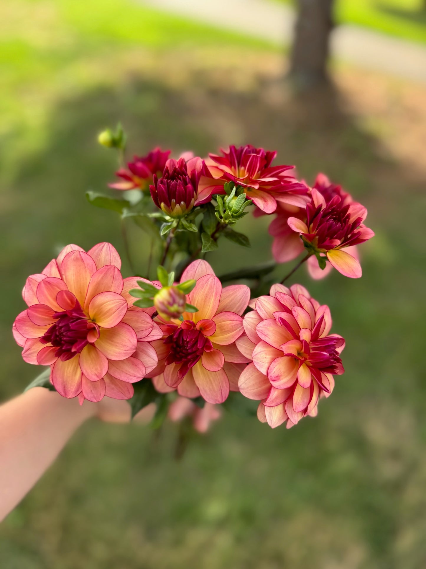 Rawhide Dahlia Tuber