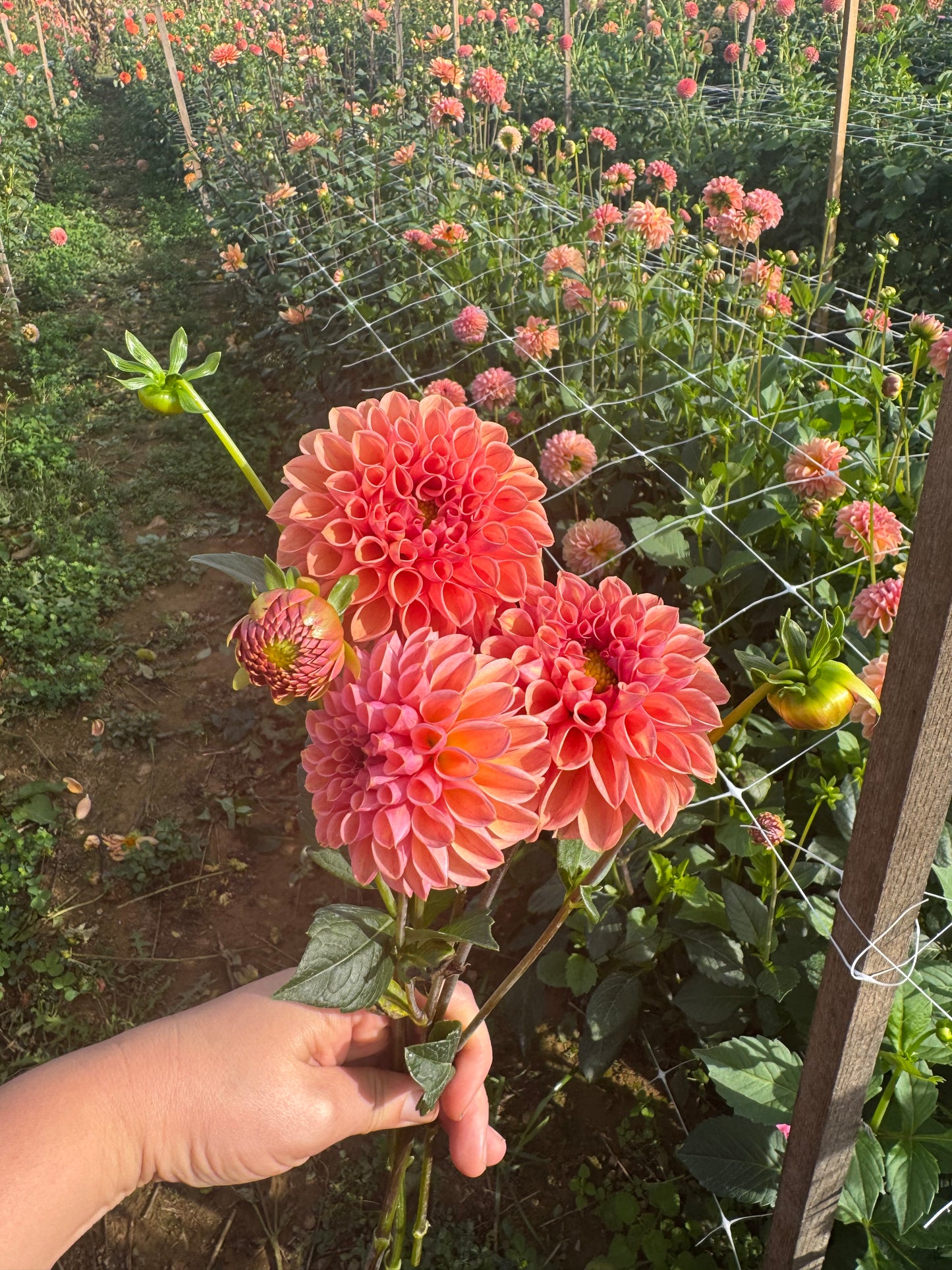 Bloomquist Curt Dahlia Tuber