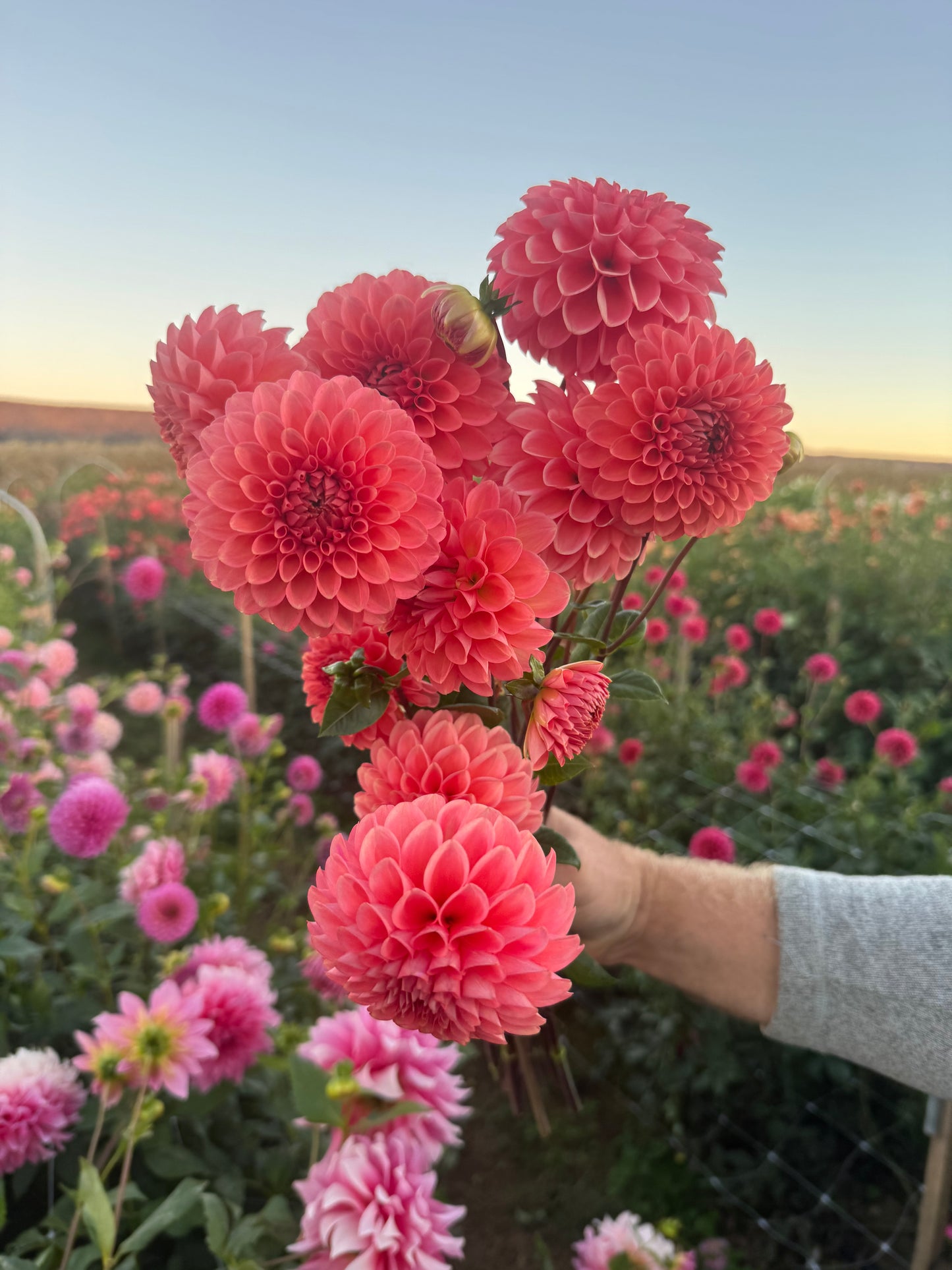 Parkland Tribute Dahlia Tuber