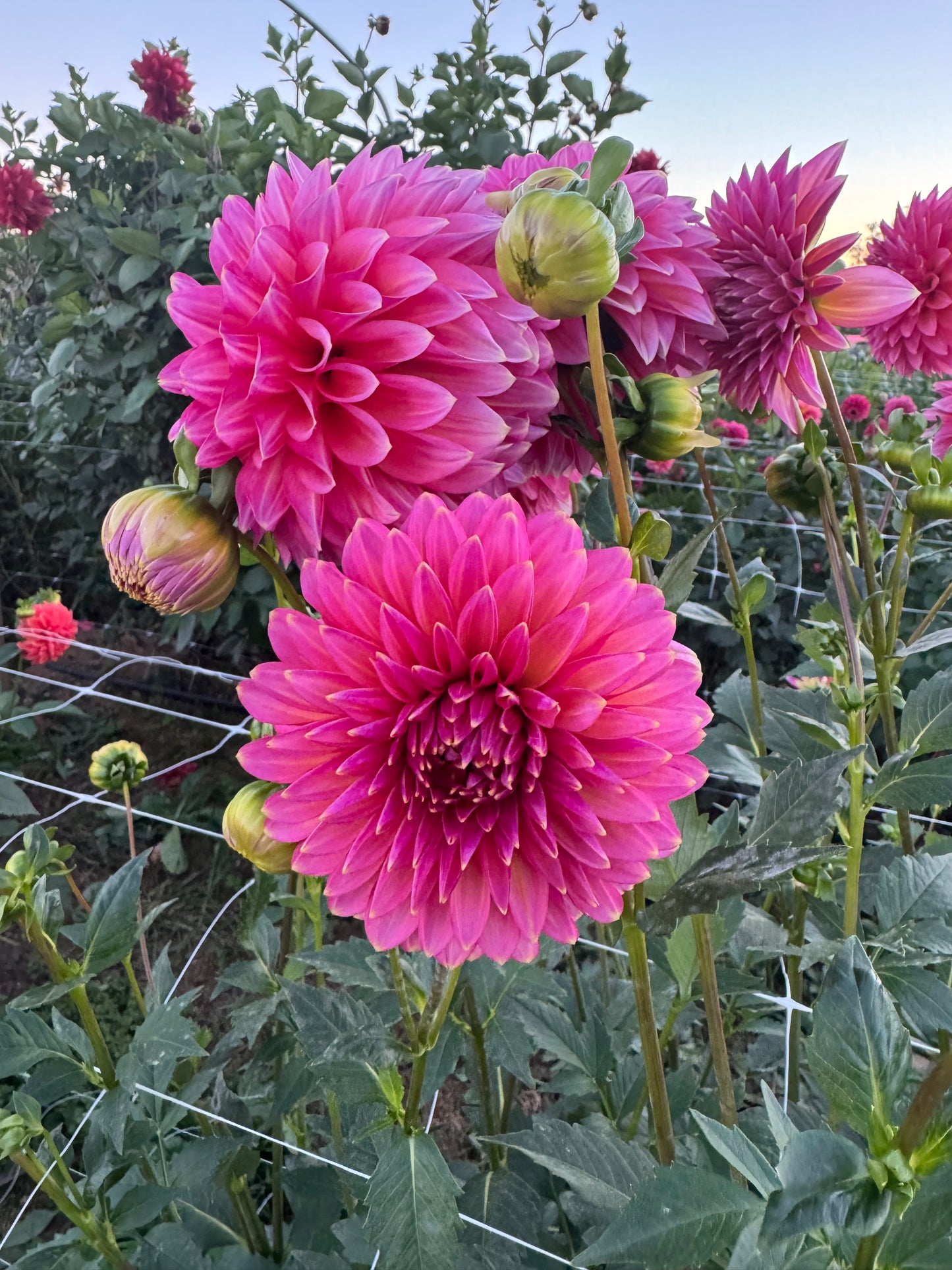 Bloomquist Mojo Dahlia Tuber