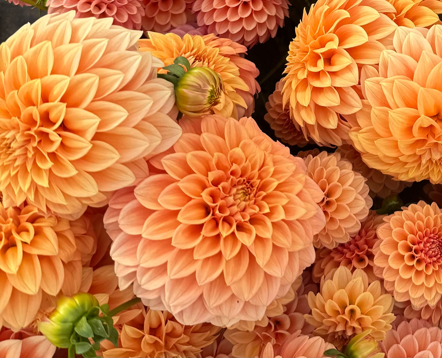 Bracken Palomino Dahlia Tuber