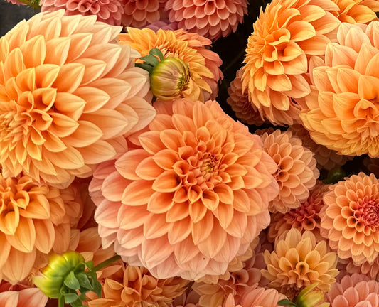 Bracken Palomino Dahlia Tuber