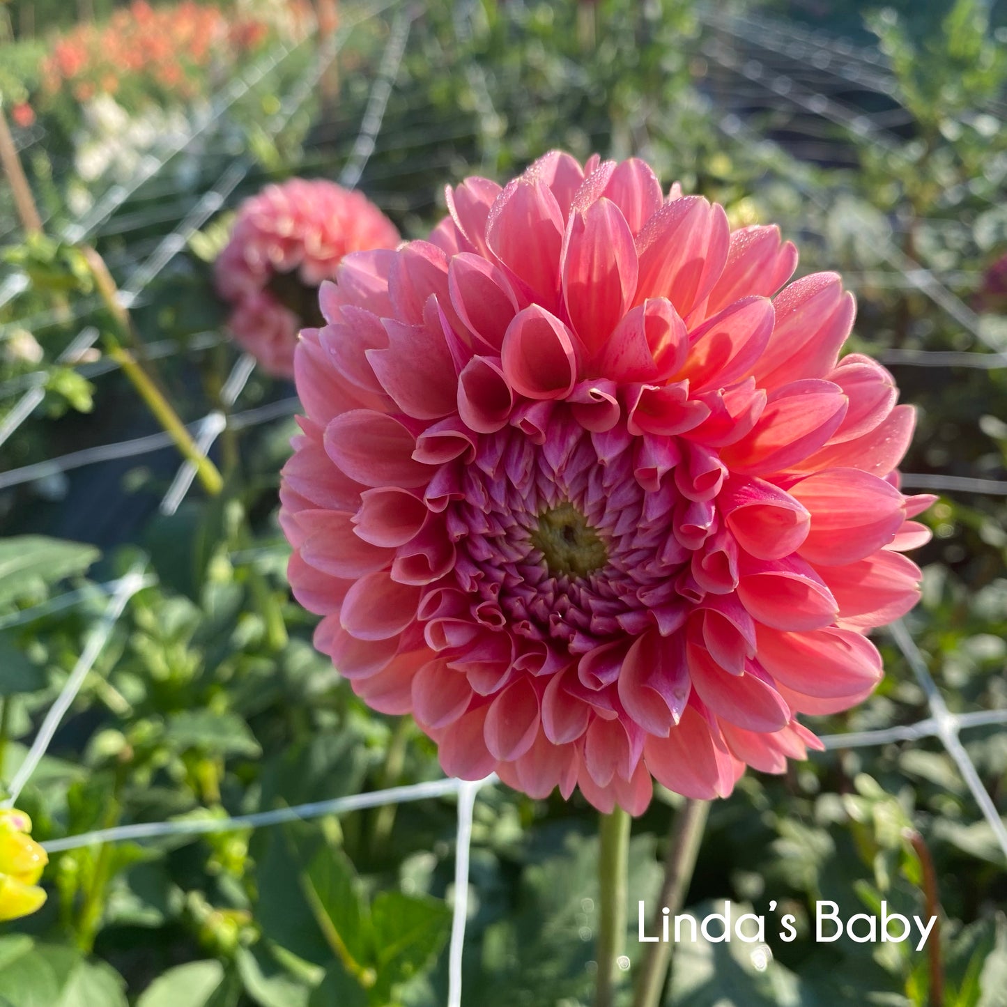 Linda’s Baby Dahlia Tuber