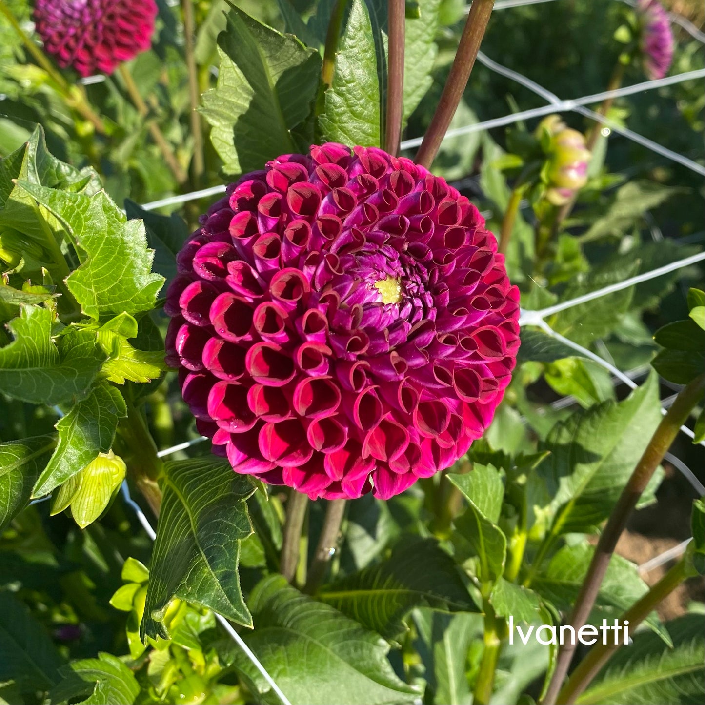 Ivanetti Dahlia Tuber