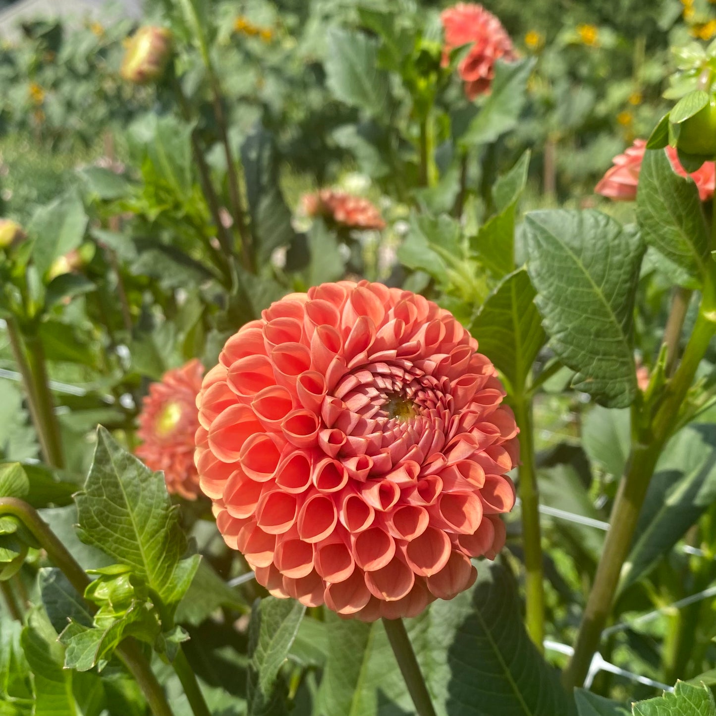 Cornel Bronze Dahlia Tuber