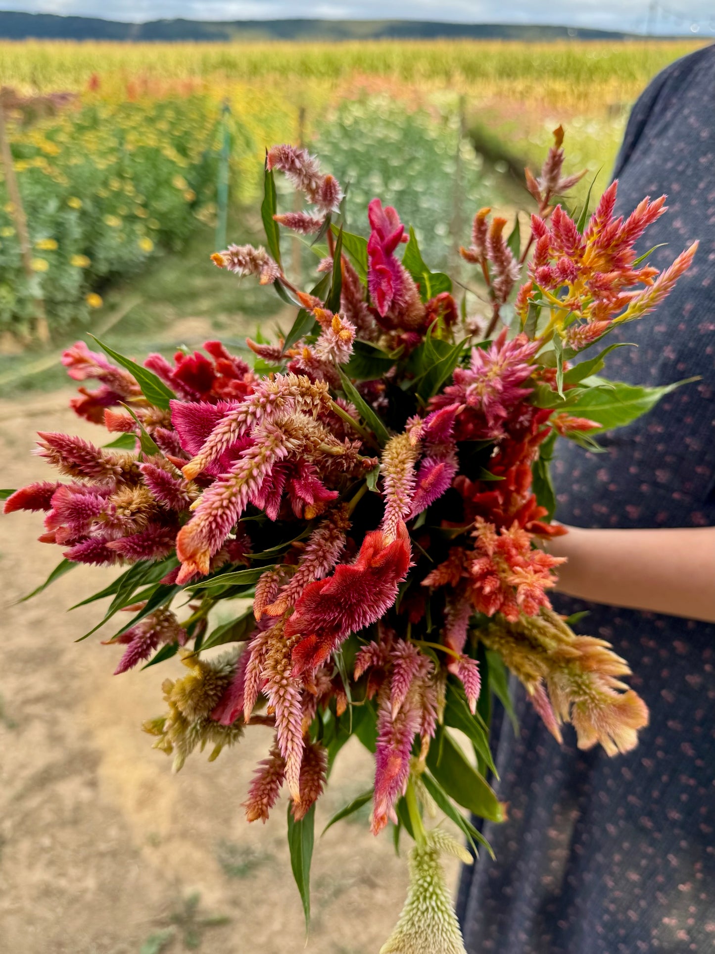 Celosia Mix Seed