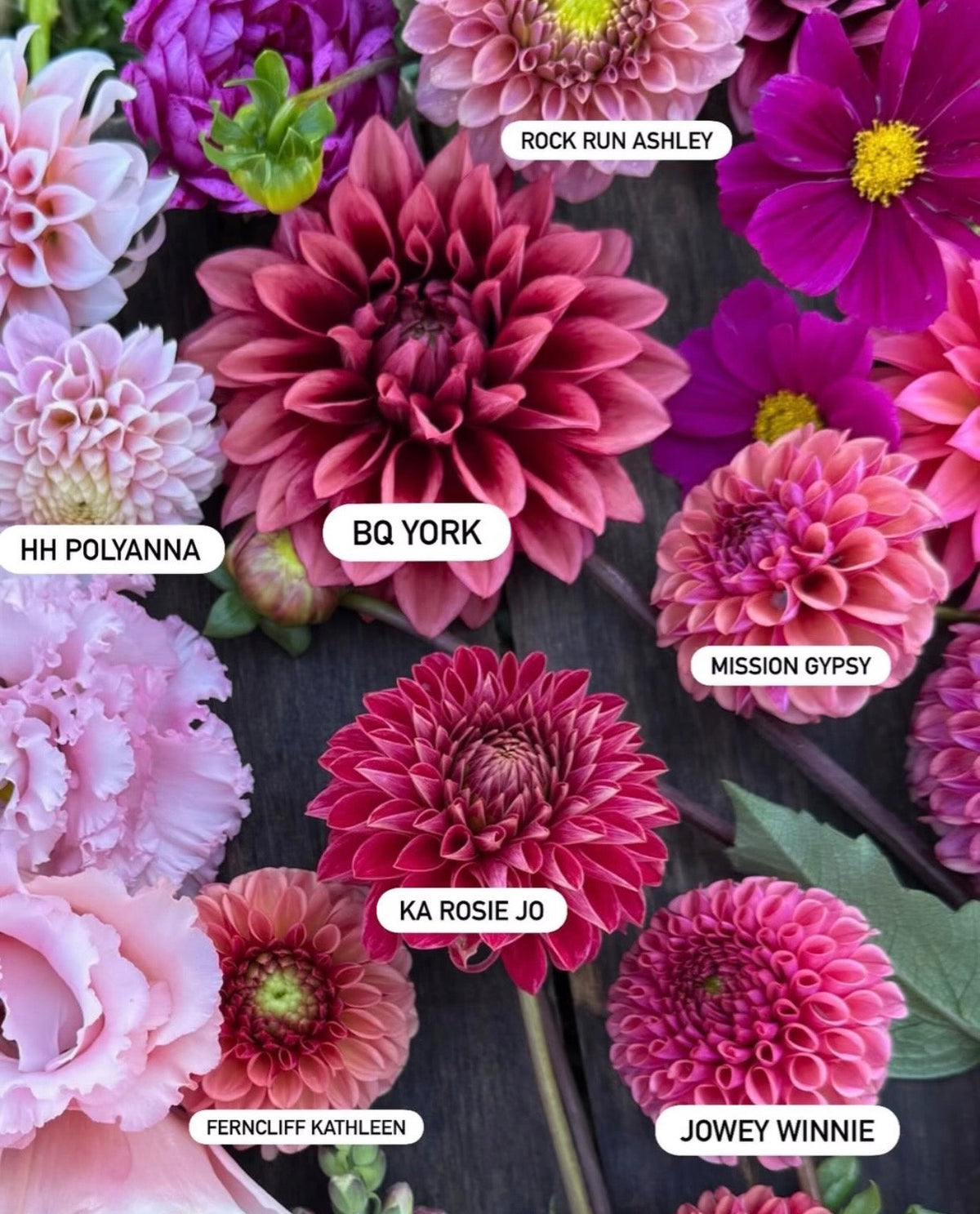 Ferncliff Kathleen Dahlia Tuber