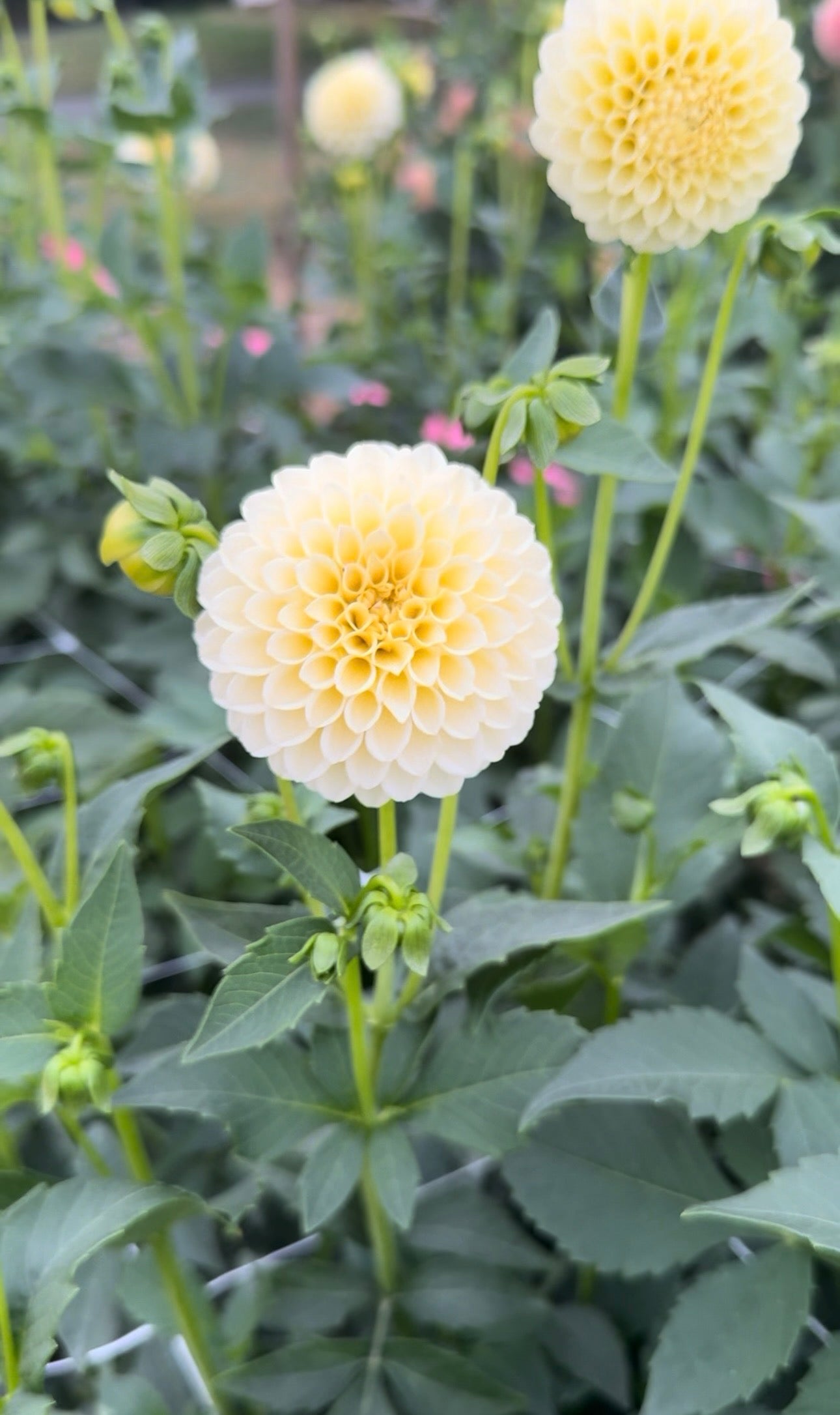 Creamy Dahlia Tuber