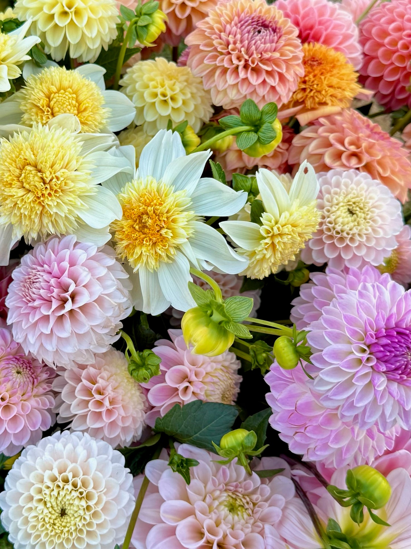 Mystery Dahlia Tuber