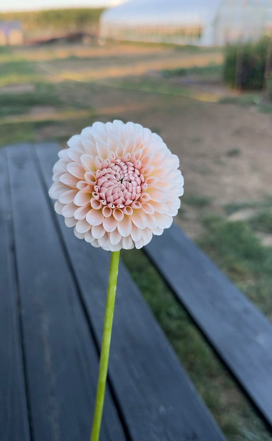 Lee's Kewpie Dahlia Tuber - Limit 1