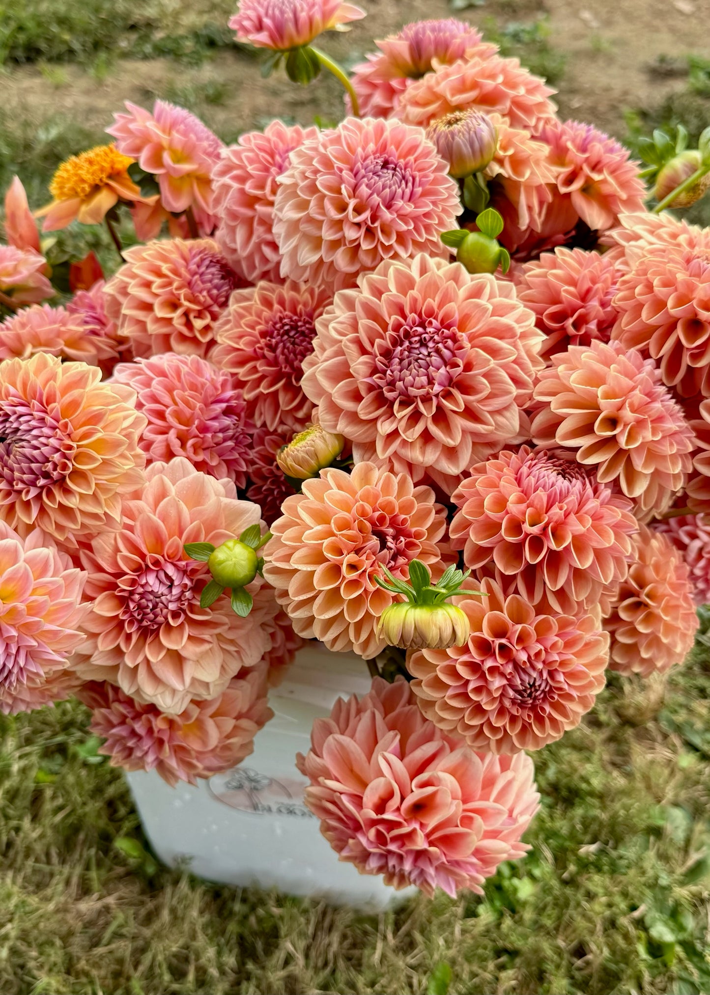 RM Summer Haze Dahlia Tuber