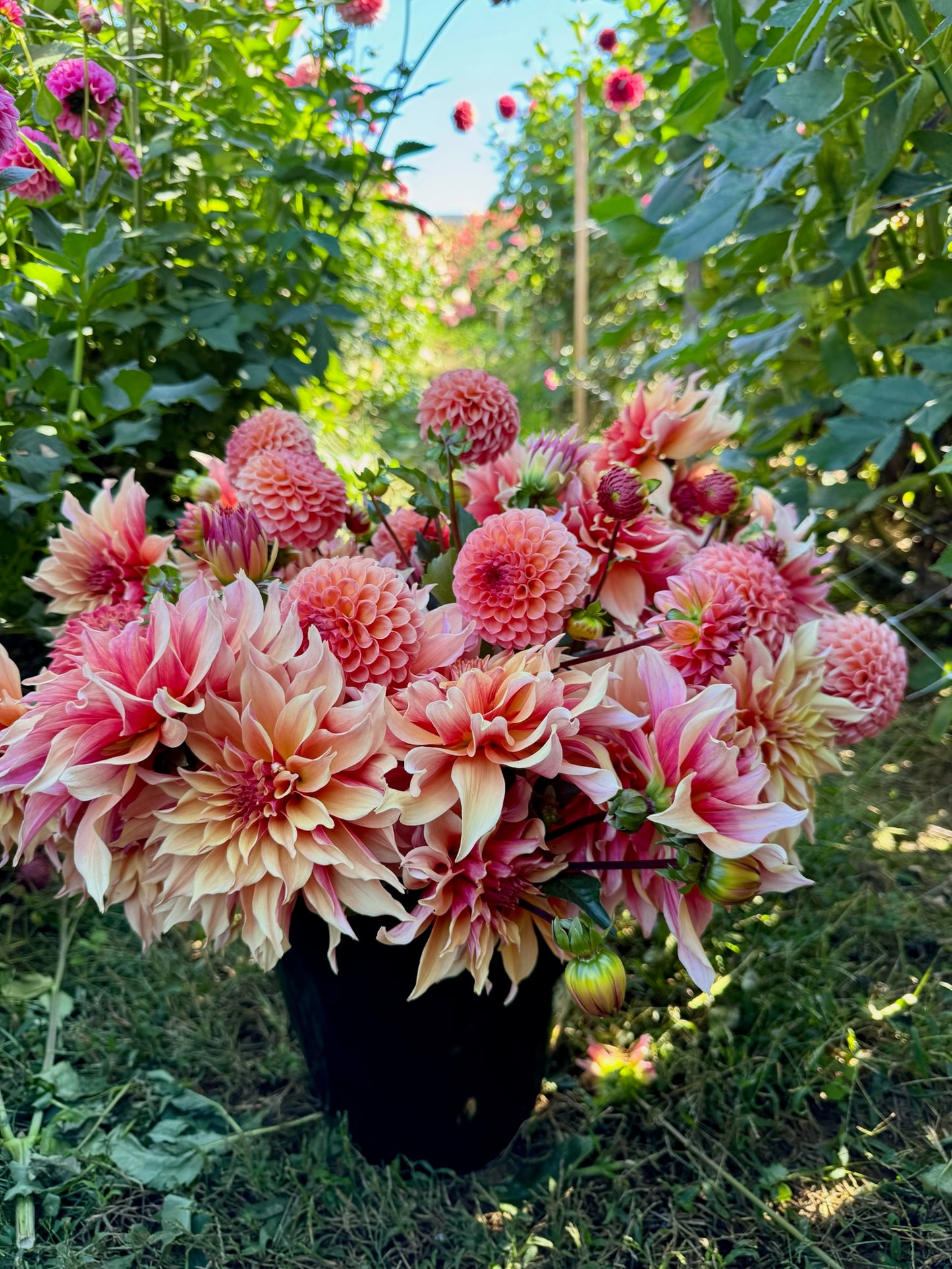 DIY Dahlia Bucket